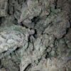 Buy Khalifa Kush Online